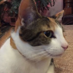 Meet your Posher, Josephine